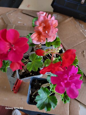 #ad 4 Geraniums Plants red Hot Pink Purple And White 4 Plants In Total Well Root $24.00