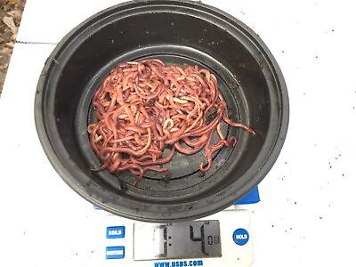 #ad 4 oz. approximately 250 worms Red Wiggler Composting Worm Mix. $19.99