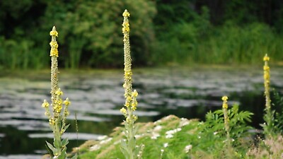 #ad Mullein flowers 1 4 lb Dried Wild harvested from the pristine Maine mountains $15.00