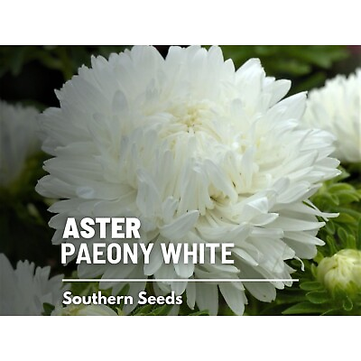 #ad Aster Paeony Duchess White 50 Seeds Heirloom Flower Double White Blooms $2.49