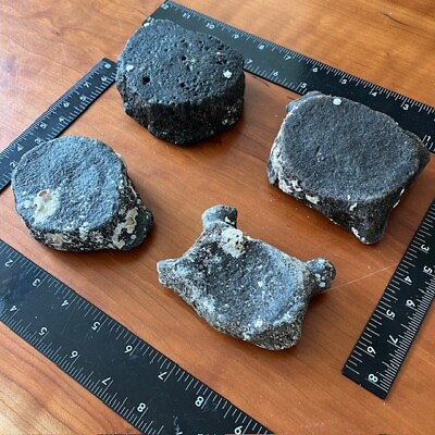 #ad Assorted Fossilized Whale Vertebrae 1 Fossil Per Purchase $38.00