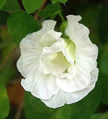#ad Clitoria ternatea Double White 10 Seeds $11.95