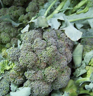 #ad broccoli WALTHAM BROCCOLI 180 seeds GroCo $0.99