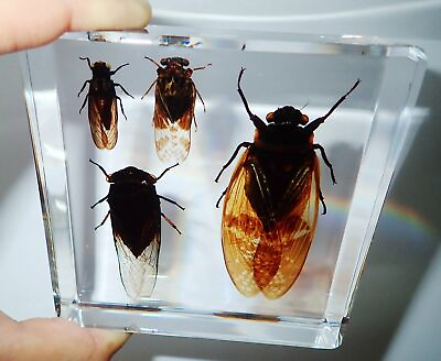 #ad 4 Cicada Set Grass amp; Golden amp; Red amp; Black Cicada Clear Education Insect Specimen $38.00
