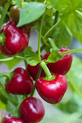 #ad #ad 25 Red Cherry Sweet Pepper Seeds NON GMO Heirloom $2.49