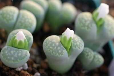 #ad Lithops 50 Seeds Rare Succulent Living Stone Colorful Face Exotic Rock $4.99