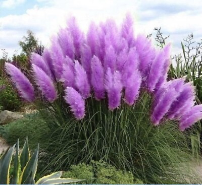#ad Purple Pampas Grass 3 Plugs $25.71
