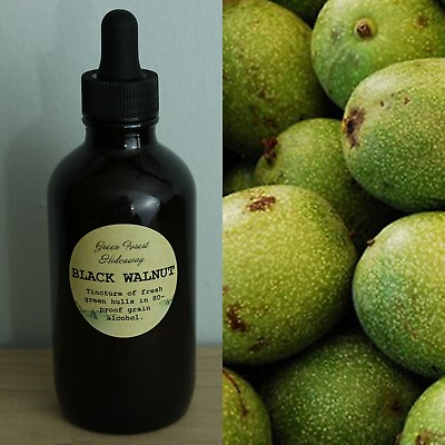 #ad Black Walnut Extract Tincture 4 oz Organic Juglans nigra Green Forest Hideaway $23.99