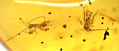 #ad Detailed Pair of Orthoptera Cricket Fossil inclusion in Burmese Amber $95.00