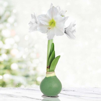 #ad Pristine Forest Intokazi Waxed Amaryllis Flower Bulb with Stand No Water Needed $28.45