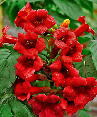 #ad Dark Red Hummingbird Trumpet Vine Seeds lot of 25 $7.49