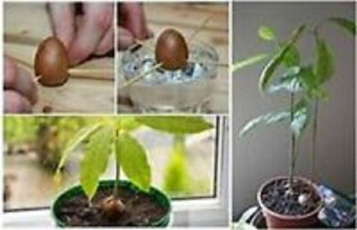 #ad Rare Joey Avocado 2 seeds only few available organicCold Hardy Variety $35.00