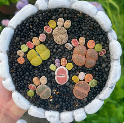 #ad 1 double head 0.8quot; lithops rare real plant 6 small 0.5quot; lithops Living stone $15.99