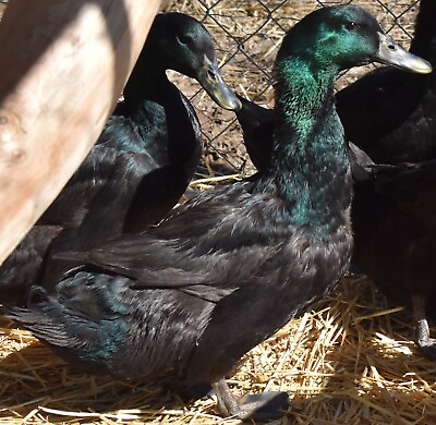 #ad Ships in 1 2 days 8 Purebred Cayuga Duck Hatching Eggs. $39.99