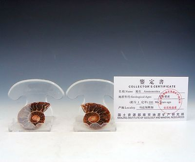 #ad MATRIX SPLIT Early Cretaceous Ammonite Ammonoidea amp; Collector Certificate #BF5 $29.99