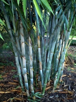 #ad 50 Blue Bamboo Seeds Privacy Plant Garden Clumping Exotic Shade 383 US SELLER $5.03
