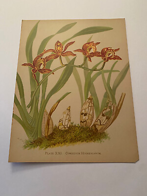 #ad K Orchids The Royal Family of Plants Harriet Stewart Miner Color Plate XXI $79.95