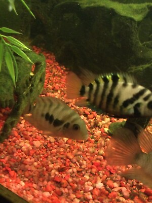 #ad 4 Convict Cichlids Live Freshwater Aquarium Fish $25.00