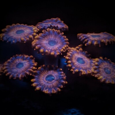 #ad Cherry Bomb Zoa Zoanthid 3 Polyp Frag Free Shipping on Orders over $85 $19.99