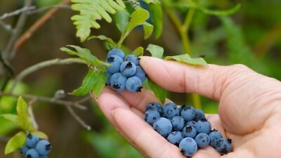 #ad 250 Northern Highbush Blueberry Seeds USA Grown Heirloom Non GMO Perennial $3.79