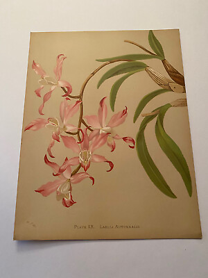 #ad K Orchids The Royal Family of Plants Harriet Stewart Miner Color Plate IX $79.95