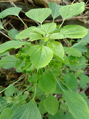#ad Acalypha indica Leaves Sri Lanka CATNIP 50g Indian nettle Natural FREE SHIPPING $34.47