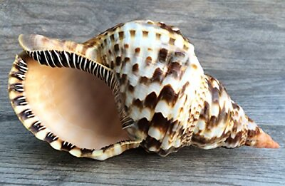 #ad Triton Shell 1 Triton Sea Shell Large 11quot; 12quot; $102.99