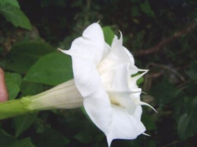 #ad Datura metel Double White Purity Hindu 10 Seeds $11.95
