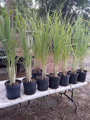 #ad Lemongrass 12 LIVE Plants Each 4In to 7In Tall fully rooted Fever grass citratus $19.99