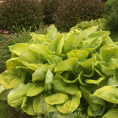 #ad Hosta Sum and Substance Rooted 5.25quot; Pot Perennial Shade Huge Variety Shade $23.97