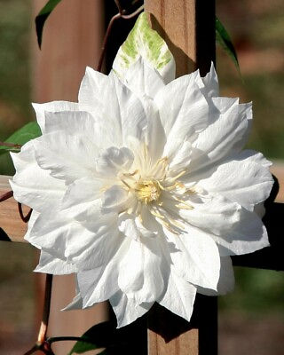 #ad 25 Double White Clematis Seeds Climbing Perennial Plumeria Bloom Seed 713 USA $4.63