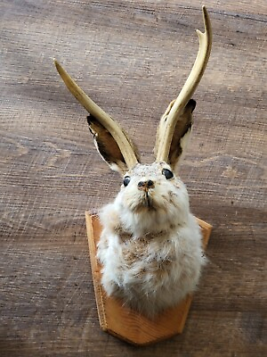 #ad Ships In 1 Day Vintage Jackalope Taxidermy Wall Wood Mount 17 X 9 EXACT POSTAGE $173.00