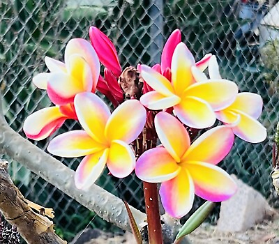 #ad 9quot; to 12” Gorgeous Rainbow Colored Plumeria Cuttings $9.99
