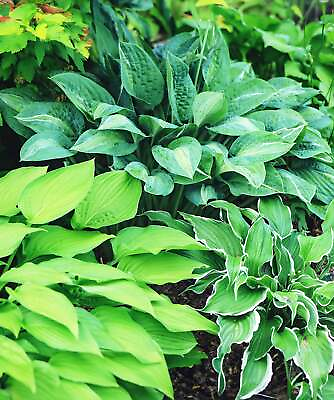#ad Mixed Hostas 9 root divisions $29.18
