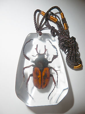 #ad Insect Necklace Long Arm Scarab Beetle Dicranocephalus wallichi Specimen Clear $14.00