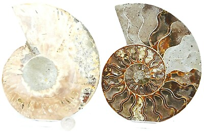 #ad Large Ammonite Pair Great Color Crystal Cavities 155mm XXL 6.1quot; 155mm n2915pj $103.49