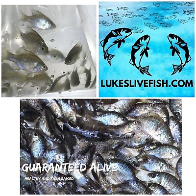 #ad 10 Live Bluegill FishBreamSun Fish SMALL GUARANTEE ALIVE FREE Shipping $33.99