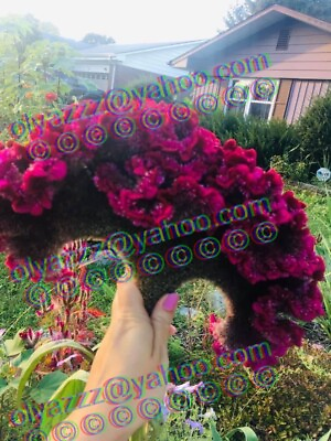 #ad GIANT COCKSCOMB CELOSIA SEEDS. More than 100 fresh seeds Approx. $3.00