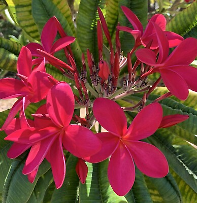 #ad Blood Red 10” to 12” Plumeria Cuttings $10.00