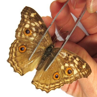 #ad FEMALE insect unmounted folded butterfly Nymphalidae junonia hierta China #770 $5.99