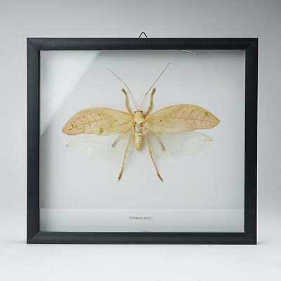 #ad Genuine Orthoptera Species in Display frame $260.00