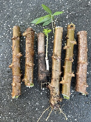 #ad 12 Cuttings esculanta cassava yuca organic fresh from florida free shipping $27.99