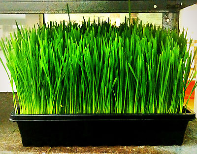 #ad wheatgrass WHEAT CAT GRASS sprouts 240 seeds GroCo# BUY ANY 10 SHIPS FREE $0.99