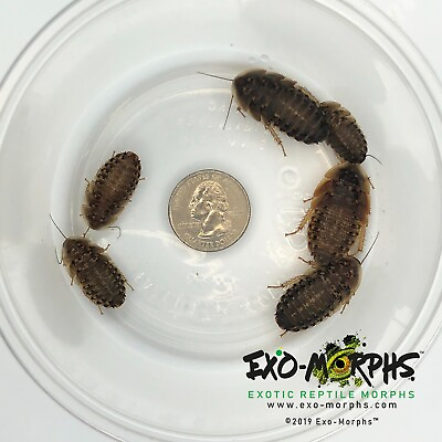 #ad 100 Large Dubia Roaches 3 4quot; 1quot; Length $22.00