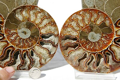 #ad Fossil Ammonite Pair Great Color Crystal Cavities 147mm XXLG 5.9quot; 155mm a718tt $104.39