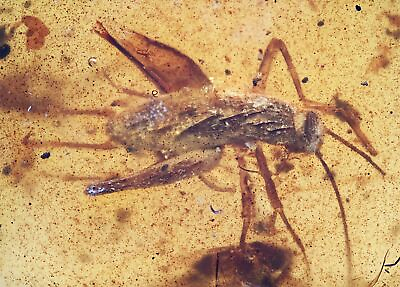 #ad Detailed Orthoptera Cricket Fossil inclusion in Burmese Amber $85.00