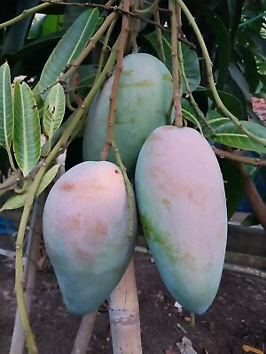 #ad Kiojay Mango 5 Seeds Mangifera Indica $45.00