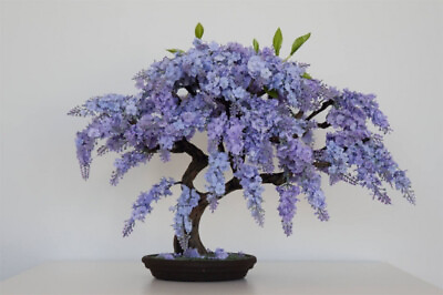 #ad #ad BONSAI JACARANDA MIMOSIFOLIA BLUE FLAMBOYAN rare flowering tree seed 10 seeds $9.99