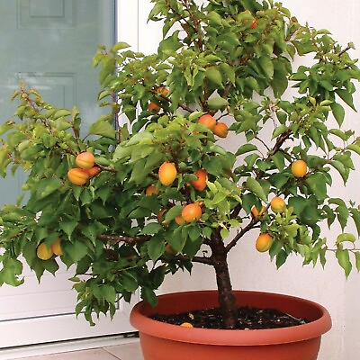 #ad Dwarf Apricot Tree{Prunus armeniaca}Organic 5 Pre Stratified seeds Free Shipping $6.99