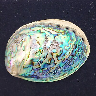 #ad Large Abalone Shell Polished Paua Rainbow LG Sea Green Blue Beach House 5quot;x3.5quot; $44.99